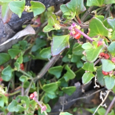 Einadia hastata (Berry Saltbush) at Kowen, ACT - 18 May 2021 by JaneR