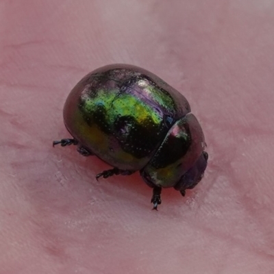 Callidemum hypochalceum (Hop-bush leaf beetle) at Majura, ACT - 12 Apr 2023 by RobG1