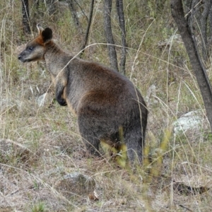 Wallabia bicolor at Stromlo, ACT - 15 Apr 2023