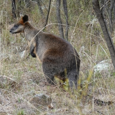 Wallabia bicolor (Swamp Wallaby) at Stromlo, ACT - 15 Apr 2023 by RobG1