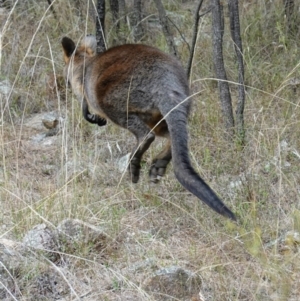 Wallabia bicolor at Stromlo, ACT - 15 Apr 2023