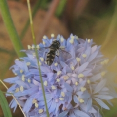 Melangyna viridiceps (Hover fly) at Bowning, NSW - 11 Dec 2022 by MichaelBedingfield