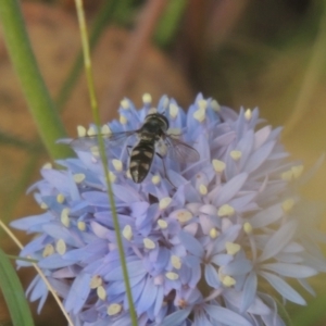 Melangyna viridiceps at Bowning, NSW - 11 Dec 2022