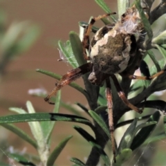 Hortophora sp. (genus) (Garden orb weaver) at Dry Plain, NSW - 14 Mar 2022 by AndyRoo