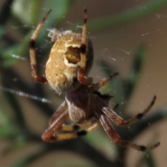 Salsa fuliginata (Sooty Orb-weaver) at Dry Plain, NSW - 14 Mar 2022 by AndyRoo