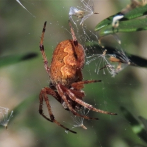 Salsa fuliginata at Dry Plain, NSW - 14 Mar 2022