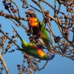 Trichoglossus moluccanus (Rainbow Lorikeet) at Downer, ACT - 20 Jul 2023 by RobertD