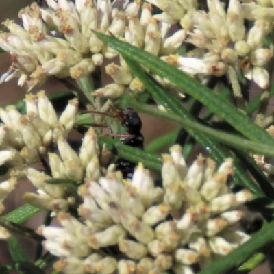 Myrmecia sp., pilosula-group (Jack jumper) at Dry Plain, NSW - 14 Mar 2022 by AndyRoo