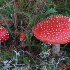 Amanita muscaria (Fly Agaric) at Dry Plain, NSW - 26 Mar 2022 by AndyRoo