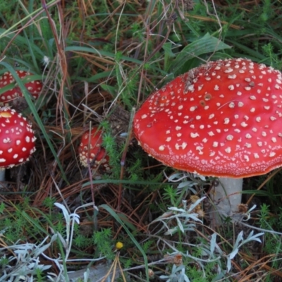 Amanita muscaria (Fly Agaric) at Dry Plain, NSW - 26 Mar 2022 by AndyRoo