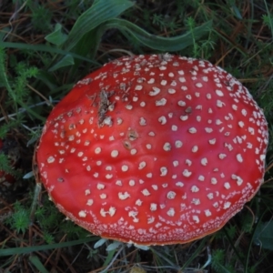 Amanita muscaria at Dry Plain, NSW - 26 Mar 2022