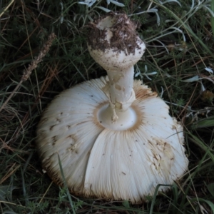 Amanita muscaria at Dry Plain, NSW - 26 Mar 2022 12:53 PM