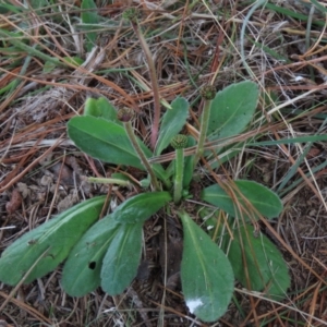 Solenogyne gunnii at Dry Plain, NSW - 26 Mar 2022 01:08 PM