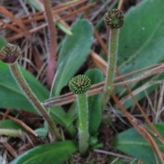 Solenogyne gunnii at Dry Plain, NSW - 26 Mar 2022 01:08 PM