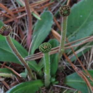 Solenogyne gunnii at Dry Plain, NSW - 26 Mar 2022 01:08 PM