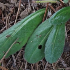 Solenogyne gunnii at Dry Plain, NSW - 26 Mar 2022 01:08 PM