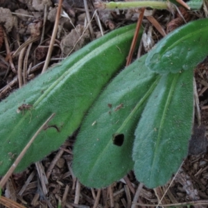 Solenogyne gunnii at Dry Plain, NSW - 26 Mar 2022 01:08 PM