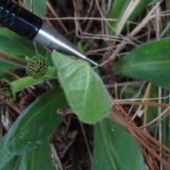 Solenogyne gunnii at Dry Plain, NSW - 26 Mar 2022 01:08 PM