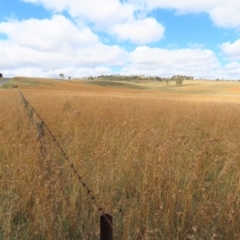 Themeda triandra (Kangaroo Grass) at Dry Plain, NSW - 26 Mar 2022 by AndyRoo