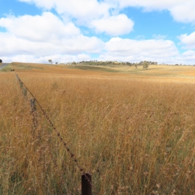 Themeda triandra (Kangaroo Grass) at Dry Plain, NSW - 26 Mar 2022 by AndyRoo