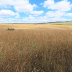 Themeda triandra at Dry Plain, NSW - 26 Mar 2022