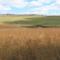 Themeda triandra at Dry Plain, NSW - 26 Mar 2022