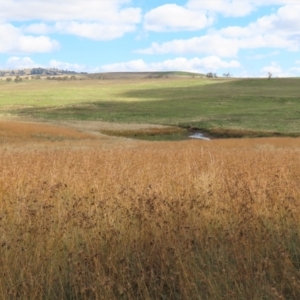 Themeda triandra at Dry Plain, NSW - 26 Mar 2022