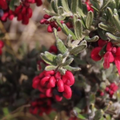 Grevillea lanigera (Woolly Grevillea) at Dry Plain, NSW - 9 Aug 2022 by AndyRoo