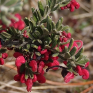 Grevillea lanigera at Dry Plain, NSW - 9 Aug 2022 11:23 AM