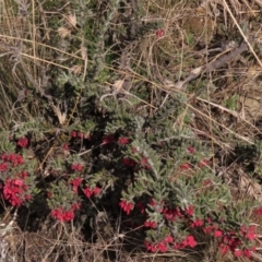 Grevillea lanigera at Dry Plain, NSW - 9 Aug 2022 11:23 AM