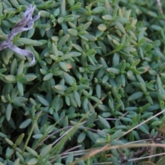 Poranthera microphylla at Dry Plain, NSW - 9 Aug 2022 12:00 PM