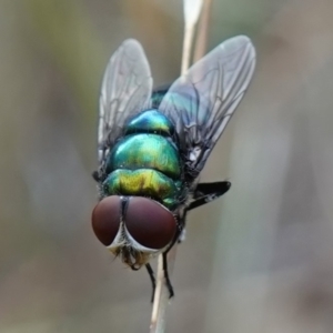 Chrysomya sp. (genus) at Stromlo, ACT - 15 Apr 2023