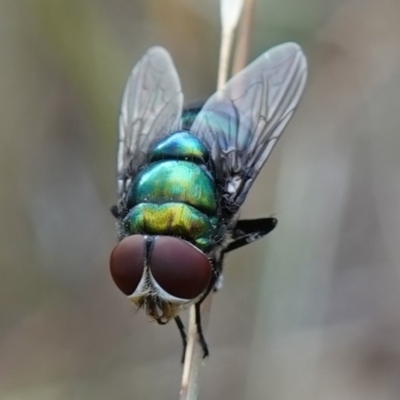 Chrysomya sp. (genus) (A green/blue blowfly) at Stromlo, ACT - 15 Apr 2023 by RobG1