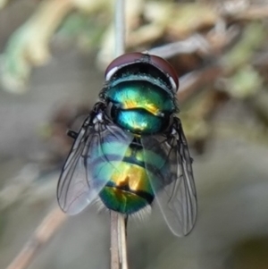 Chrysomya sp. (genus) at Stromlo, ACT - 15 Apr 2023