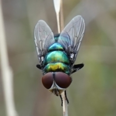 Chrysomya sp. (genus) at Stromlo, ACT - 15 Apr 2023