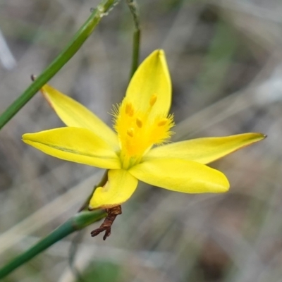 Tricoryne elatior (Yellow Rush Lily) at Stromlo, ACT - 15 Apr 2023 by RobG1