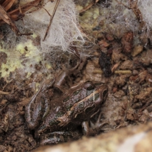 Limnodynastes tasmaniensis at Dry Plain, NSW - 9 Aug 2022