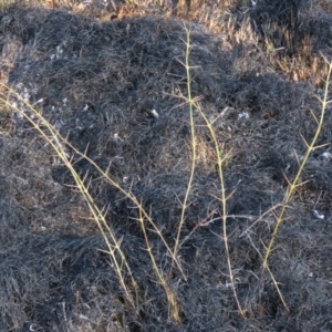 Discaria pubescens at Dry Plain, NSW - 9 Aug 2022