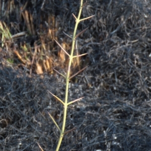 Discaria pubescens at Dry Plain, NSW - 9 Aug 2022