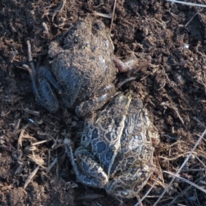 Limnodynastes tasmaniensis at Dry Plain, NSW - 9 Aug 2022