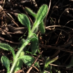 Stellaria media at Dry Plain, NSW - 9 Aug 2022