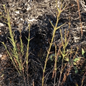 Discaria pubescens at Dry Plain, NSW - 9 Aug 2022 03:43 PM