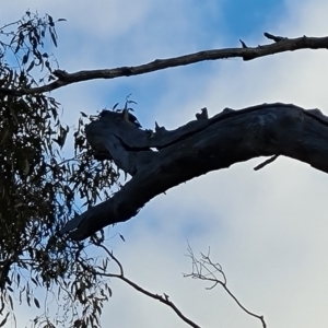 Callocephalon fimbriatum at Isaacs, ACT - suppressed