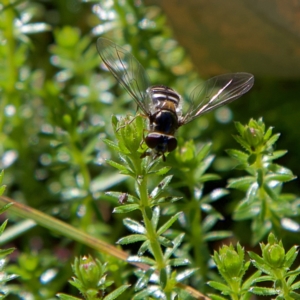 Syrphini sp. (tribe) at Higgins, ACT - 21 Jul 2023