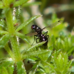 Parapalaeosepsis plebeia (Ant fly) at Higgins, ACT - 21 Jul 2023 by Trevor