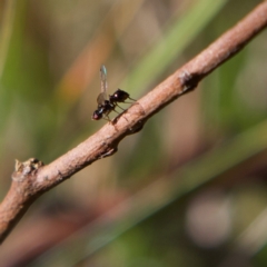 Parapalaeosepsis plebeia at Higgins, ACT - 21 Jul 2023