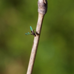 Parapalaeosepsis plebeia at Higgins, ACT - 21 Jul 2023