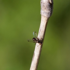 Parapalaeosepsis plebeia at Higgins, ACT - 21 Jul 2023