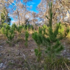 Pinus radiata (Monterey or Radiata Pine) at Isaacs Ridge - 21 Jul 2023 by Mike