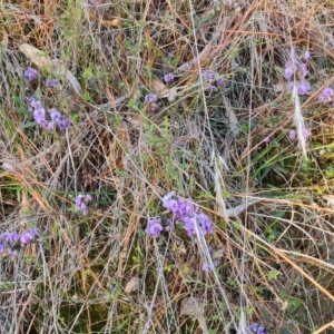 Hovea heterophylla at Jerrabomberra, ACT - 21 Jul 2023 04:19 PM